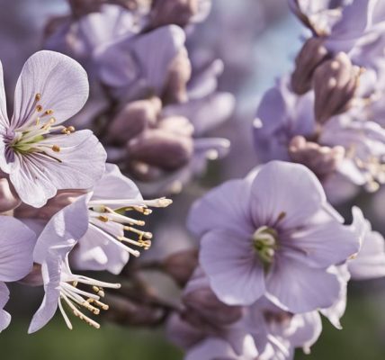 Paulownia po ilu latach kwitnie – odkryj tajemnice cesarskiego drzewka szczęścia